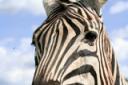 Why Zebras Don't Get Ulcers