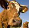 Manage Cows, but LEAD People