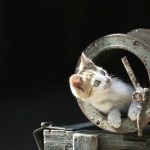 Explore your Curiosity