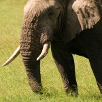 How to Eat an Elephant