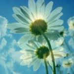 Disappointed? 5 Insightful Ways to Rise Again