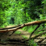 Project Managers Pave the Way