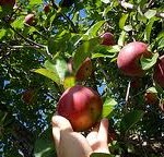 Low Hanging Fruit: The Sweetest Kind in Global Projects, part I
