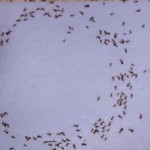 Systems Thinking 3: Can We Learn From Insects?