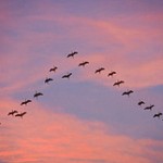 Problem Solving and Shared Leadership