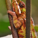 Must the project manager become a chameleon? Leadership styles for project managers