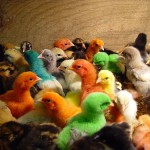 Diversity and Multi-Generations on Project Teams - Unifying or Divisive Forces?