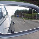 What happens if the Dog Catches the Car?